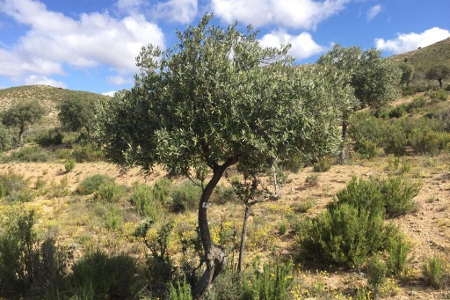 Fptp del olivo centenario apadrinado por WaWa